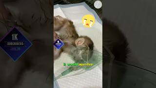 Rescued a baby monkey abandoned by its mother😭#rescue #babymonkey #animals #love #shorts #respect
