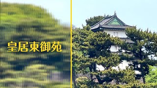 日本天皇的御花園，竟然如此樸素？ #皇居東御苑 #代你旅行 #日本vlog