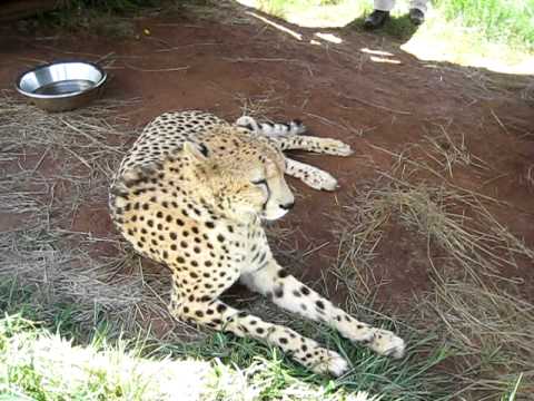 Eddy the Cheetah - Rhino & Lion Park - Johannesburg, South Africa