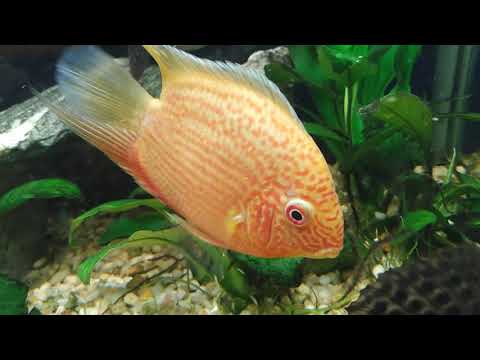 Cichlid mix 2021