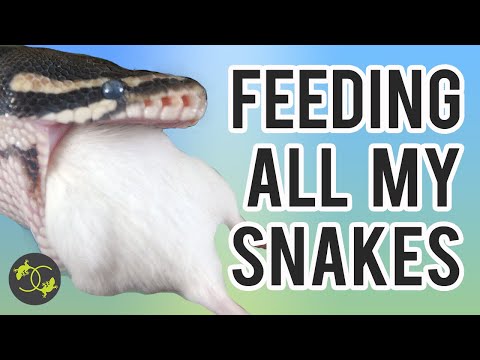 Feeding all my snakes - Cookies Critters
