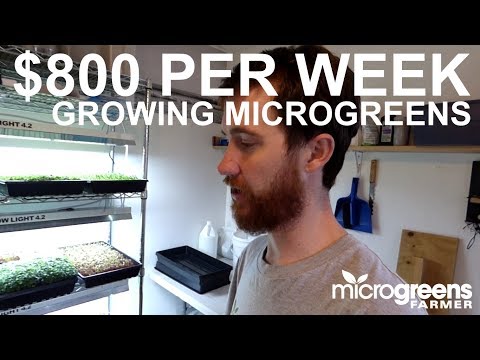 How to produce $800 worth of microgreens in one week on one rack