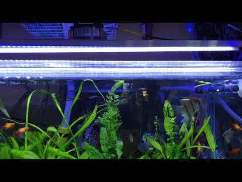 DIY Fluval 2.0 home made light for community planted tank.