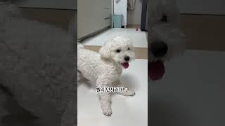 누나 좋은말할때 공던져라멍 🐶 #강아지 #공놀이 #강아지일상 #반려견 #puppy