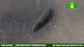leech therapy for Fungal infection (dhadhar)