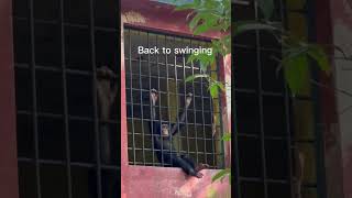Tacugama Chimpanzee Sanctuary Sierra Leone