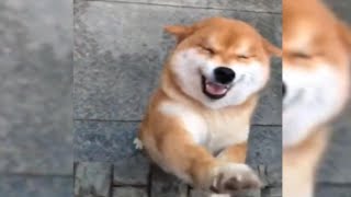 当狗狗见到久别重逢的主人，开心得像个孩子，它的全世界回来了！