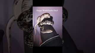 Happy World Snake Day! #snake #worldsnakeday #reptilekeeper #reptilecommunity #reptilelover
