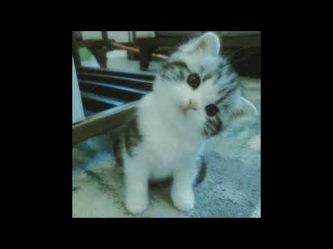 tomar chaya (sped up) - shitom ahmed