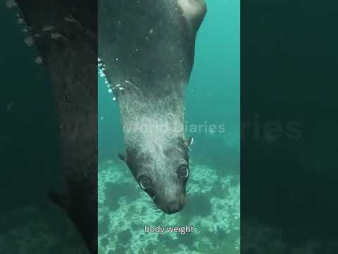 Seal 🦭.  #shorts #facts #information #animals