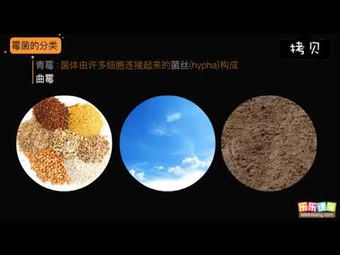 多細胞真菌；黴菌  【中學生物】