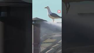 New Pope Elected, White Smoke Billows from Vatican Chimney
