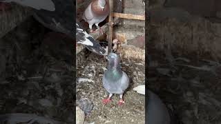 Kabootar king #kabutar #pigeon #pigeons #birds #kabootar #pigeonpose #pigeonlove #kabutarbazi