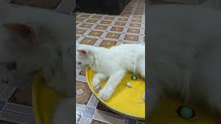 おもしろ猫スタイル集 😸 見れば見るほど好きになる！| #catslovers #shorts #cutecats