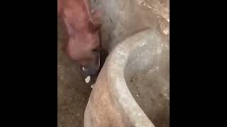 ニワトリさん、馬にヒヨコを食べられて発狂