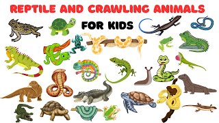 Reptile and Crawling Animals for Kids | Learn Reptiles & Crawling Animals in English with Pictures