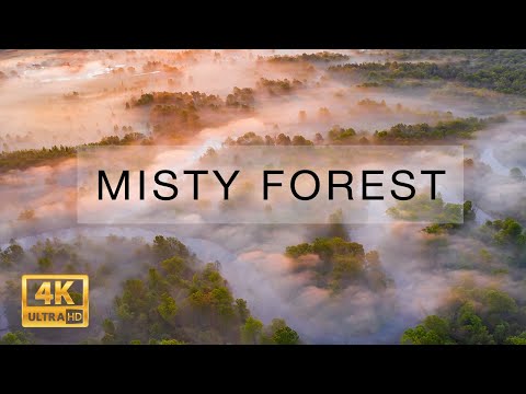 Mist over Bryansk Forest. Aerial video in 4K