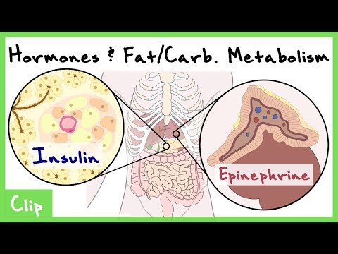 Hormonal Control Of Carb. & Fat Metabolism Explained (Insulin, Glucagon, Epinephrine) | Clip