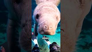 Manatees #animal #funny