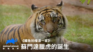 蘇門達臘虎的誕生｜動物星球頻道