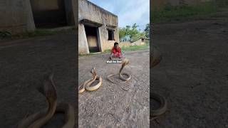 🐉🐉Black Cobra | Indian cobra  #snake #snakes  #kingcobraattack #reels #sorts #animals #cobra #viral
