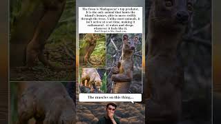 Madagascar’s Fossa The Island’s Top Predator