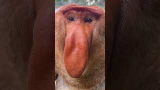 #Changlong Proboscis Monkey Nakula screams so loud long nose don't fling it over #ChanglongWildAnima