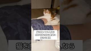 Cat owners know the difference between joy and despair #cats #heavenandhell #shorts