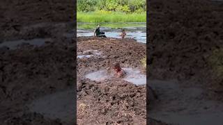 When you fall into the swamp #funnyreaction #failmoments #orangeman