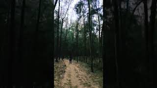 ENTER FOREST//#short #trending #shortsvideo #ajobs #official #viralvideo