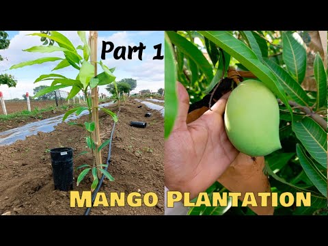 Mango Plantations #agriculture #fruit #mango