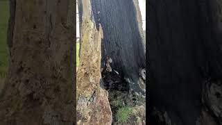 The resilience of trees! #nature #trees #arb #arborist #arboriculture #shorts #short