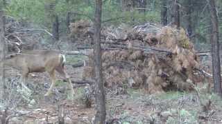 A Nontypical Buck