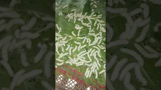এড়ী পলু