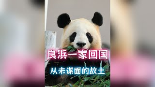 梅兰肉肉的外婆小姨本月回国！大熊猫良浜将首次踏上从未谋面的故乡