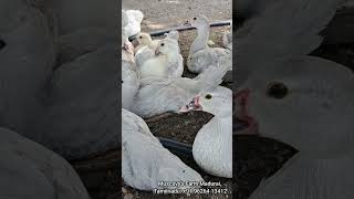Muscovy's Farm Madurai, Tamilnadu: +91 96264 13412 #flyingduck #muscovyduck #ducklings