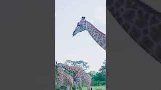 JOURNEY of Giraffe #intothewild