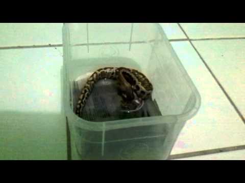 Baby Python curtus brongersmai eats mice
