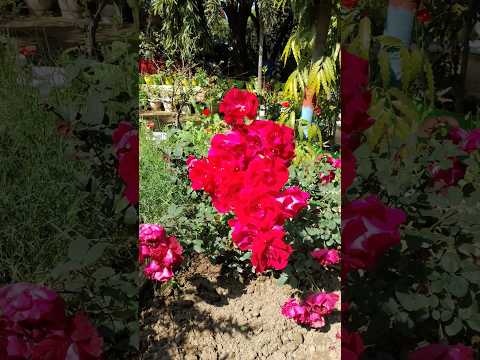 एक गुलाब पर पाए ढेरों फूल 🤔Rose 🌹 plant care tips #gardening #rosecaretips