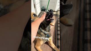 How many taps until your pet gets mad? 😂 #funny #pets #pethumor #puppy #ilovemypet #cute