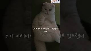 귀여워서 혼나는 고양이 #먼치킨 #cute #오드아이 #스코티쉬폴드