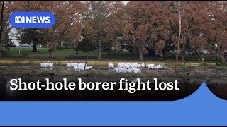 WA abandons pest elimination fight, trees now at risk across Australia | ABC News