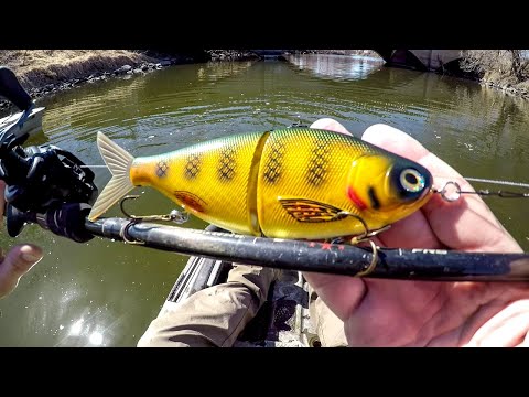 Glide Bait Fishing For River BEASTS!