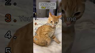 TOP RANKING CAT VIDEOS #catfails #funny #catsbeingcats #foryou #funnyvideo #trending #trendingshorts