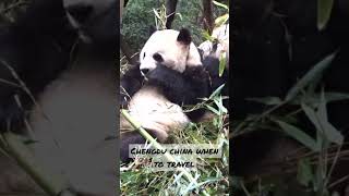 Sichuan Province China #chengdu #sichuan #travelchina #china #sichuanchina #chinavlog #chengduchina