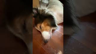 睡到不醒狗事的喜樂#喜樂蒂牧羊犬