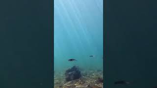 淨海巧遇小軟絲 #水肺潛水