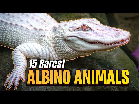 15 Rarest Beautiful Albino Animals In The World