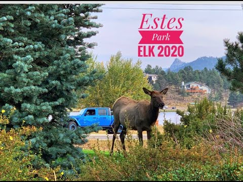 Elk in Estes Park 2020