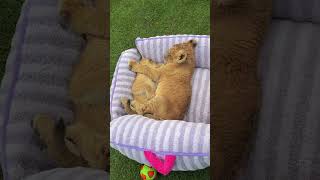 🦁🦁🦁WOW!!! adorable lion cubs are sleeping  #lioncub  #lion #kitten #foryou #cute #kitty #adorable in